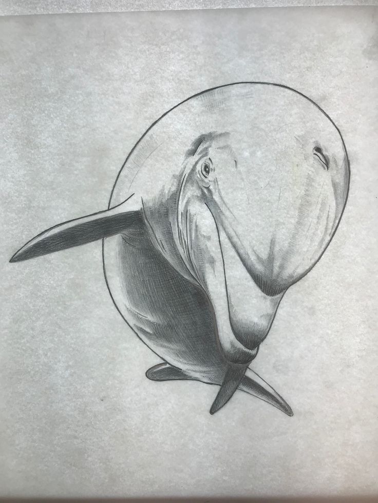 a pencil drawing of a walpopophus