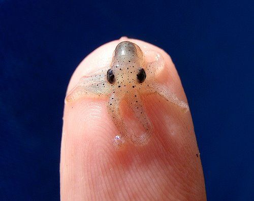 a baby octopus is about the size of a flea at birth on someone's finger