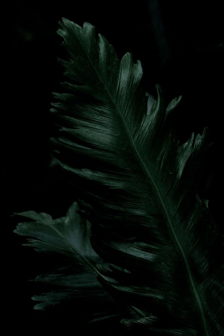 a large green leaf on a black background