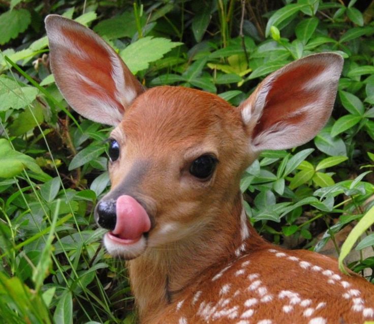 a small deer sticking its tongue out in the grass with bushes and plants behind it