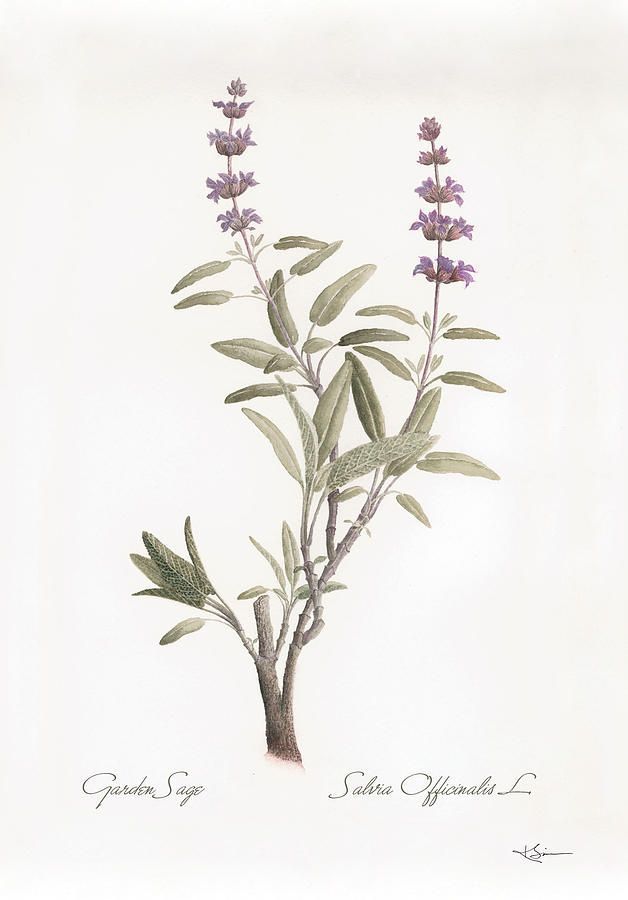 Mexican Sage Bush, Salvia Plants, Nature Drawings, Sage Plant, Salvia Officinalis, Plant Tattoo, Botanical Tattoo, 1 Tattoo, Drawings Ideas