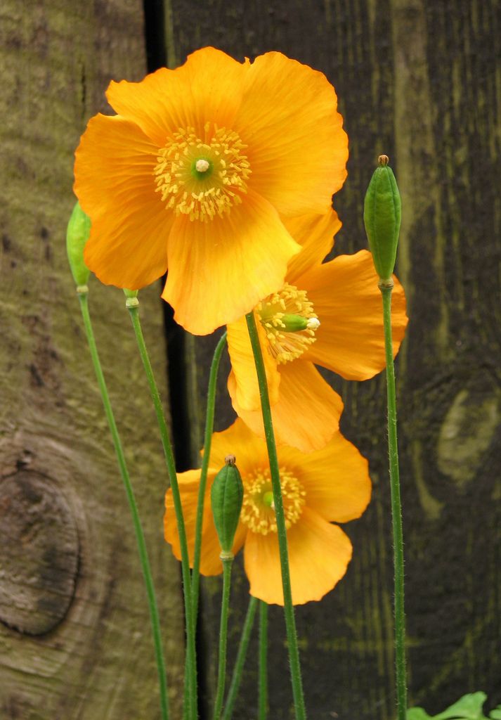 three yellow flowers are growing in front of a wooden fence with green stems and leaves