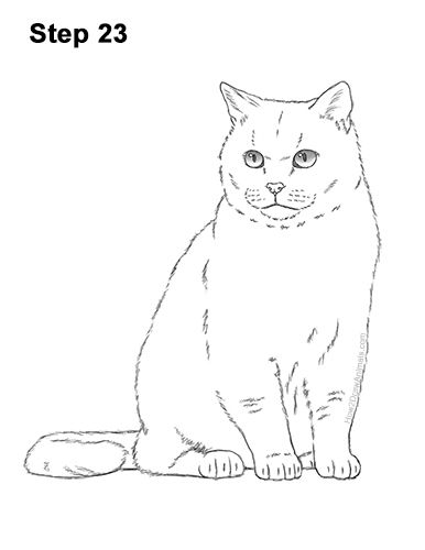 a drawing of a cat sitting down with the words step 23 in front of it