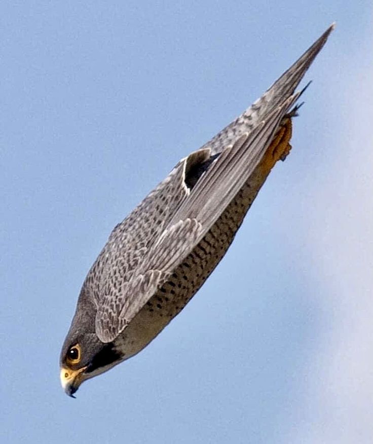 a bird flying through the air with its wings spread