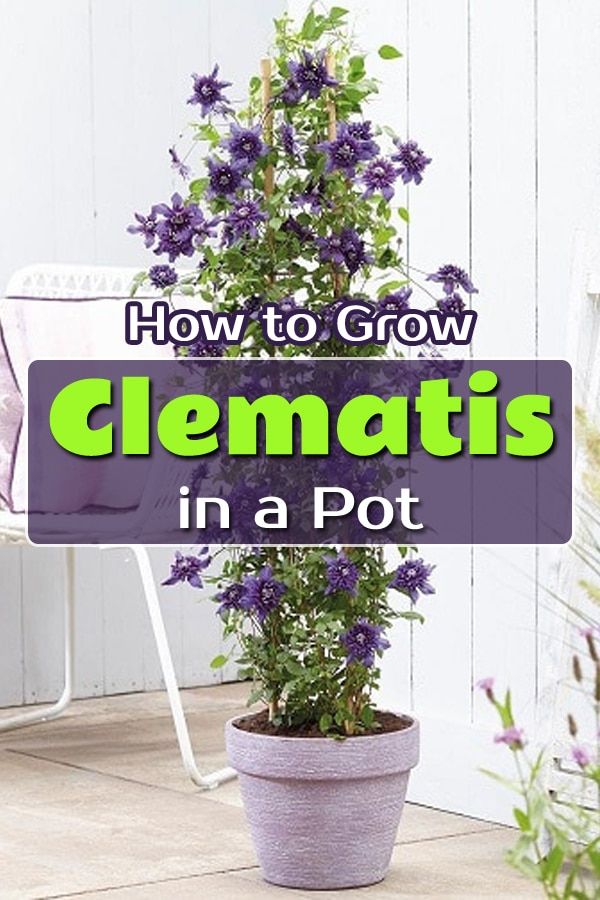 a potted plant with purple flowers and the words how to grow demmatis in a pot