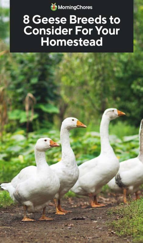 four geese walking down a dirt road with the words 8 geese breeds to consider for your homes