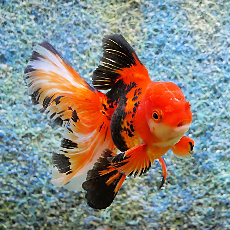 an orange and black fish floating on top of blue water next to a rock wall