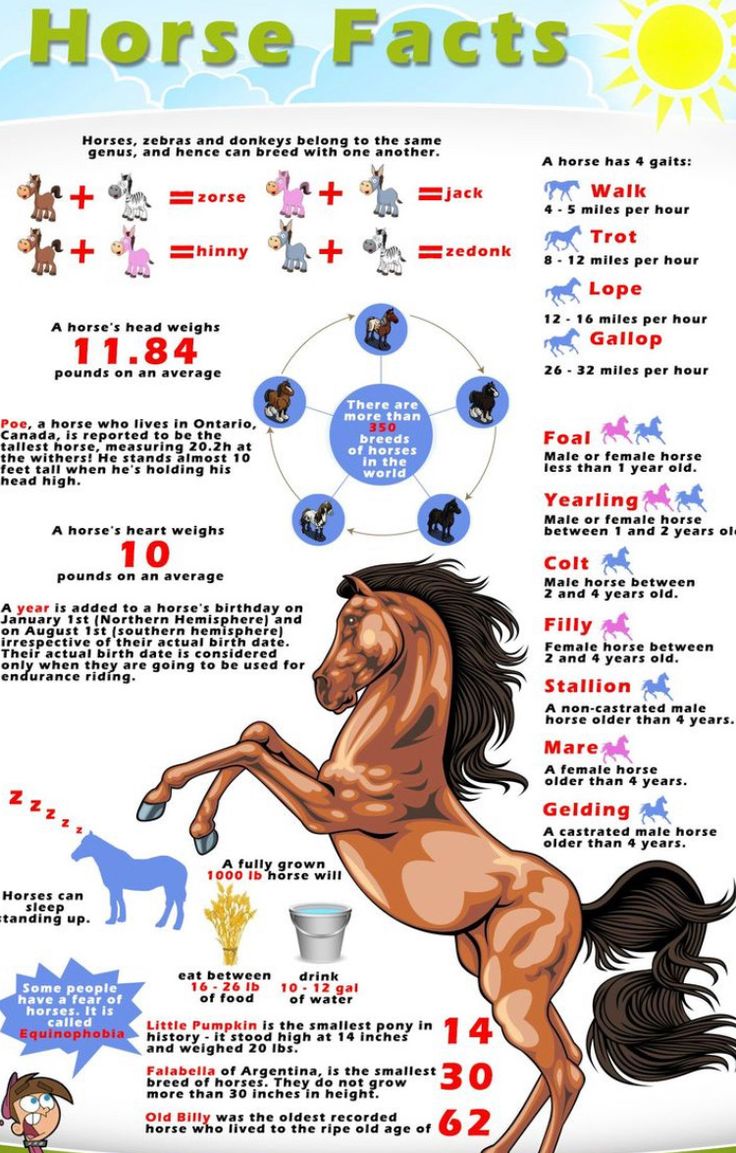 the horse fact is shown in this info sheet, with horses and their numbers on it