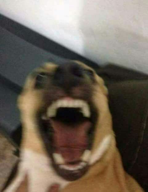 a dog with its mouth open sitting on a couch