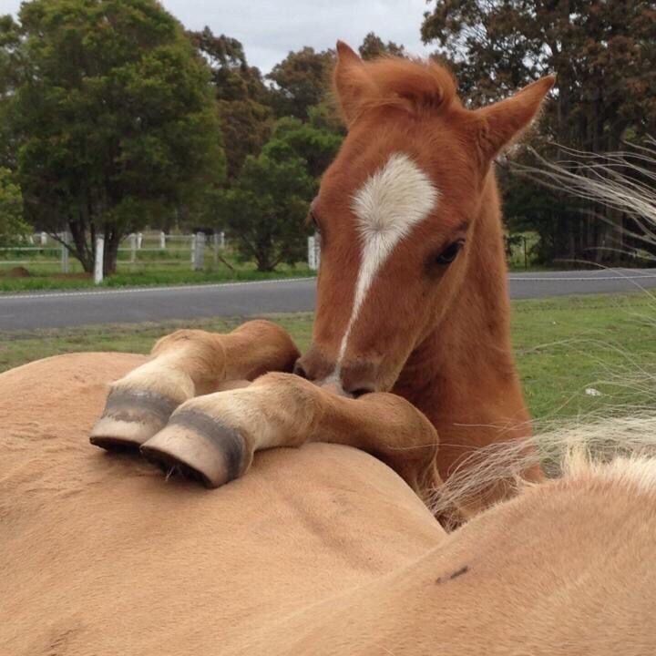 a brown horse laying on top of a lush green field