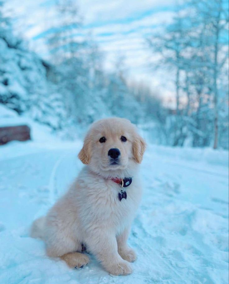 a small white dog sitting in the snow