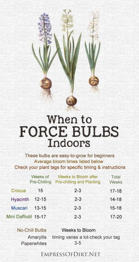 a poster with the words when to force bulbs indoors and below it is an image of flowers