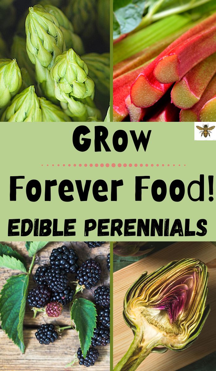 several different pictures with the words grow forever food edible perennials on them, including blackberries, asparagus, and more