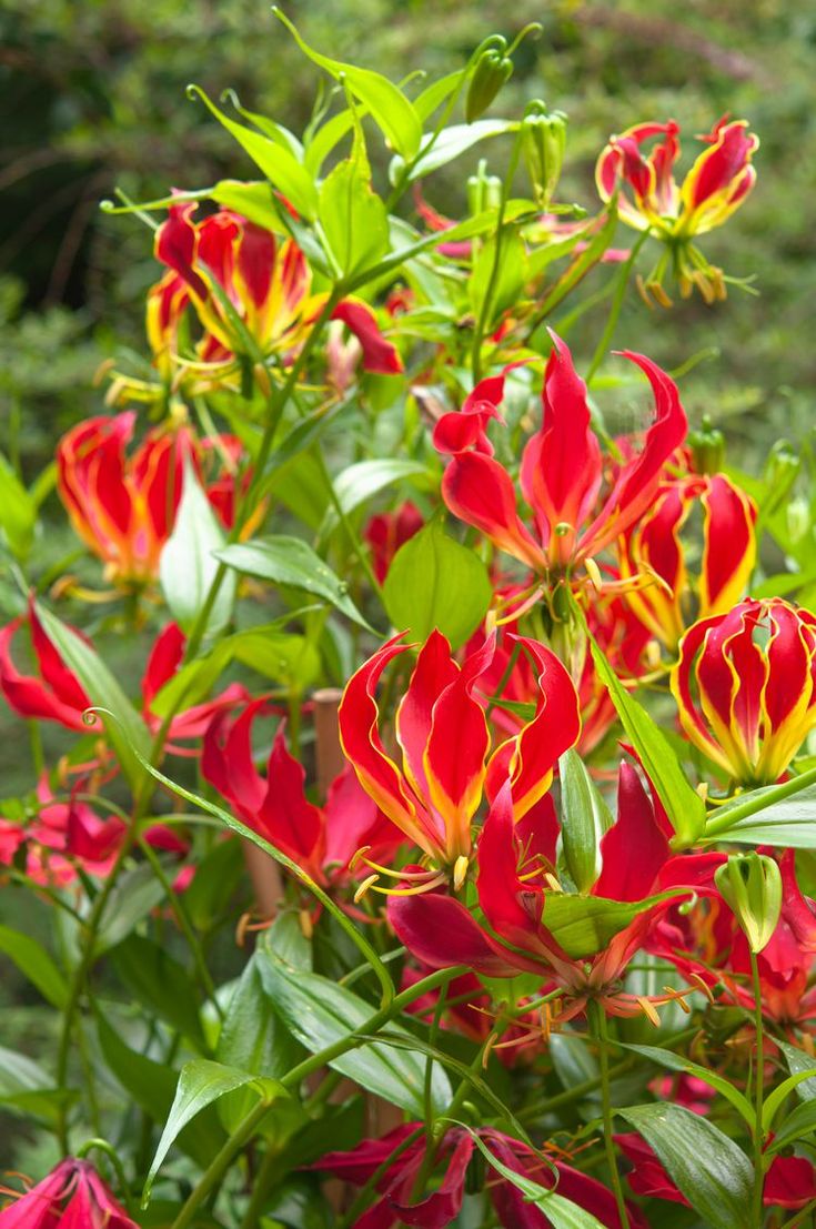 red and yellow flowers blooming in the garden