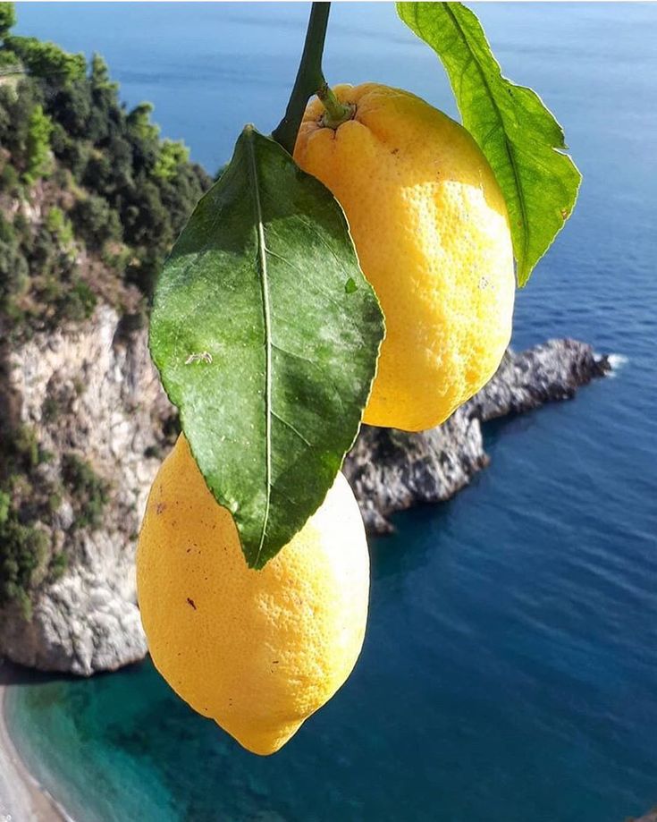 two lemons hanging from a tree next to the ocean and cliff side with blue water