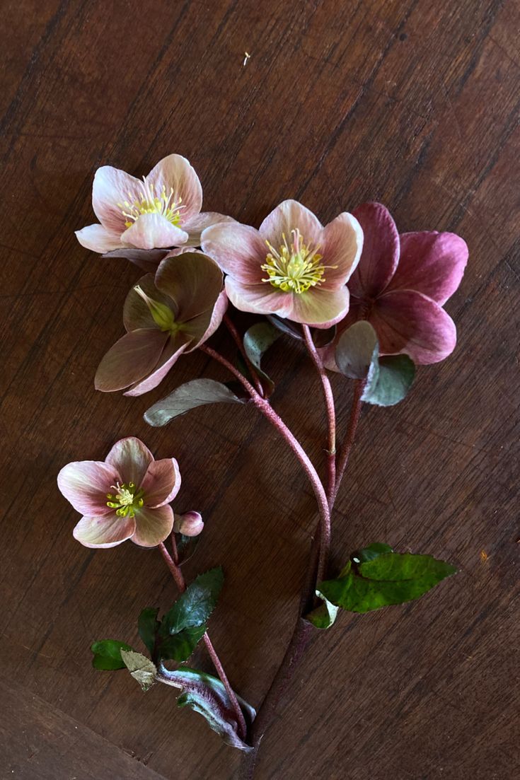 three pink flowers with green leaves on a wooden table