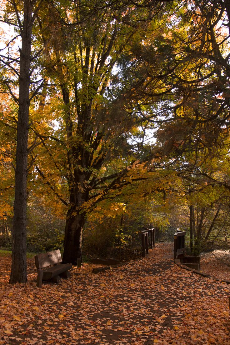 the park bench is surrounded by leaves on the ground and trees with yellow, orange, and green leaves