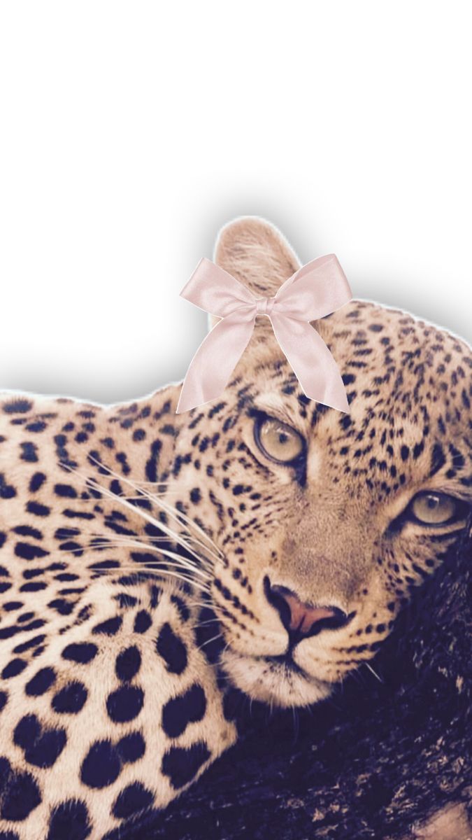 a leopard with a pink bow laying on top of it's back and looking at the camera