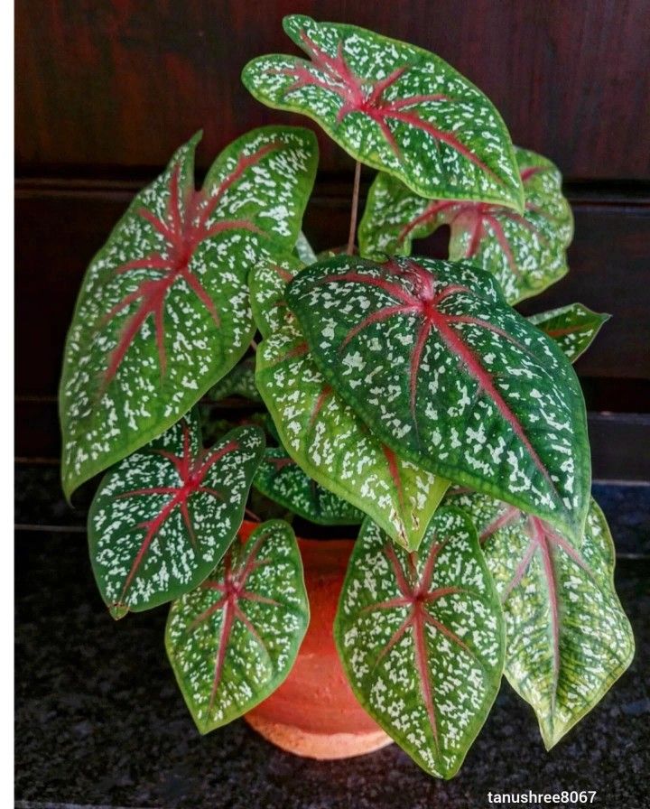 a potted plant with red and white spots on it's leafy leaves