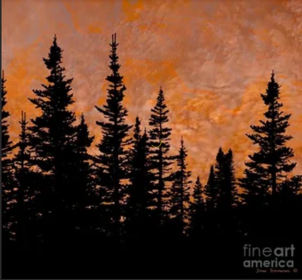 some trees are silhouetted against an orange sky