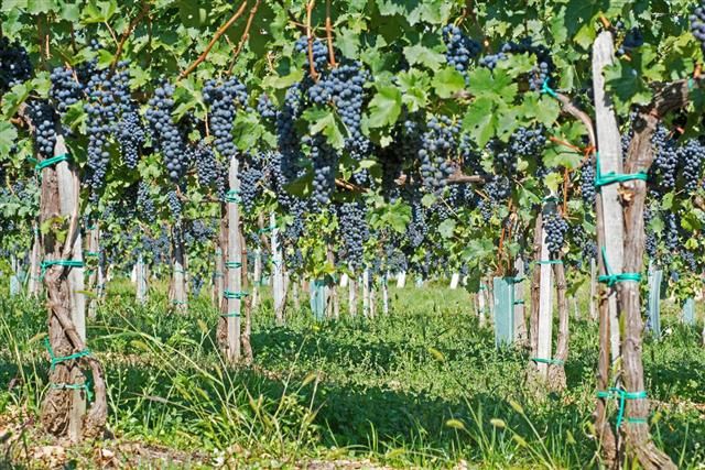 grapes are growing on the vined vines in an orchard with green grass and blue sky