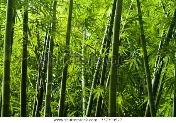 green bamboo plants in the sunlight with lots of leaves growing on them - stock photo