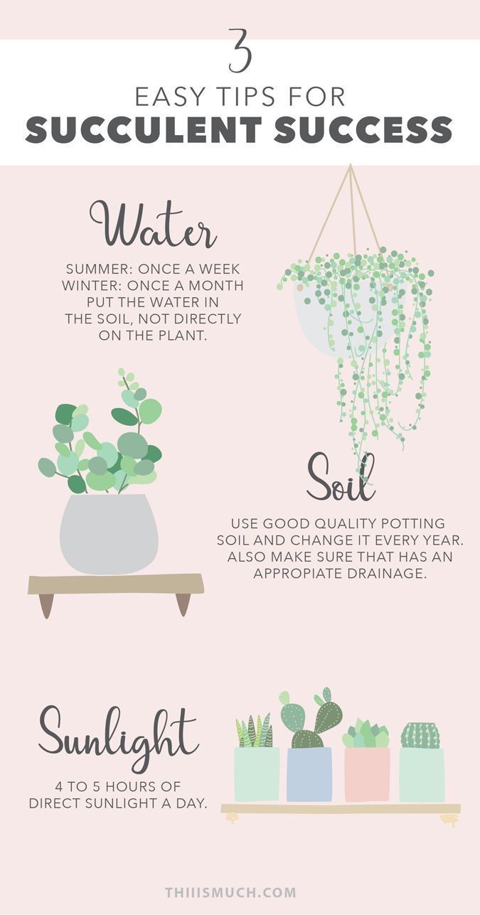 three easy tips for succulent success in the garden info graphic on pink background