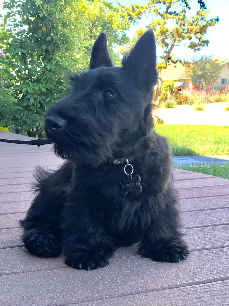 a black dog sitting on top of a wooden deck