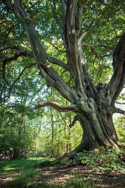 an old tree in the middle of a forest with lots of green leaves on it