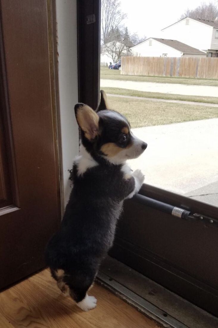 a small dog standing on its hind legs in front of a door looking out the window