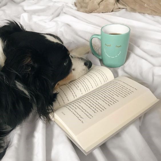 a black and white dog laying on top of a bed next to an open book