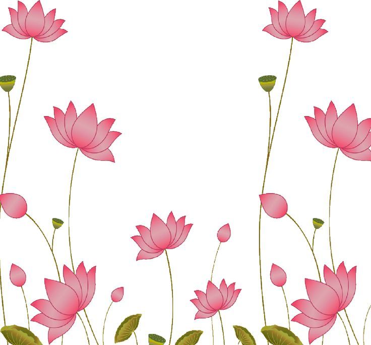 pink flowers with green leaves on a white background