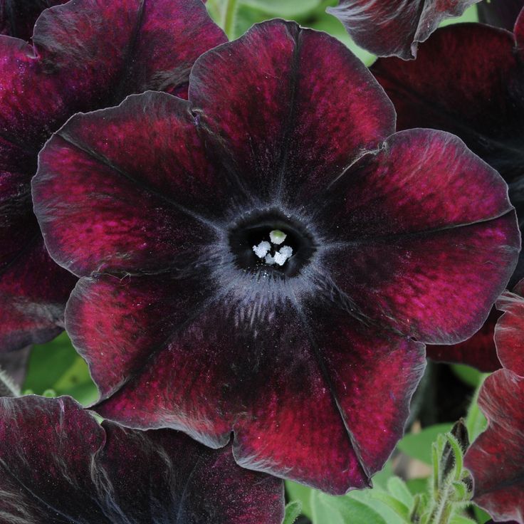 purple and black flowers with green leaves in the foreground, closeup view from above