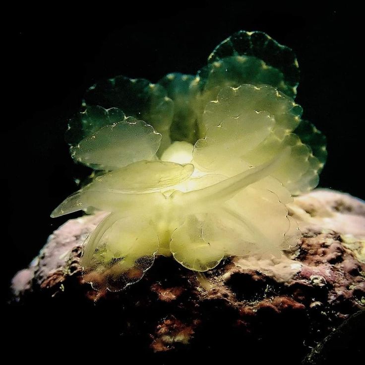 a flower that is sitting on some rocks