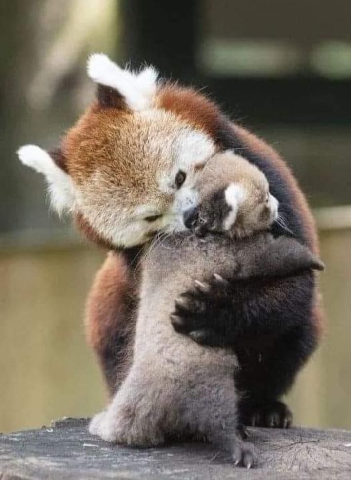 two small brown and white animals hugging each other on top of a wooden post in an enclosure