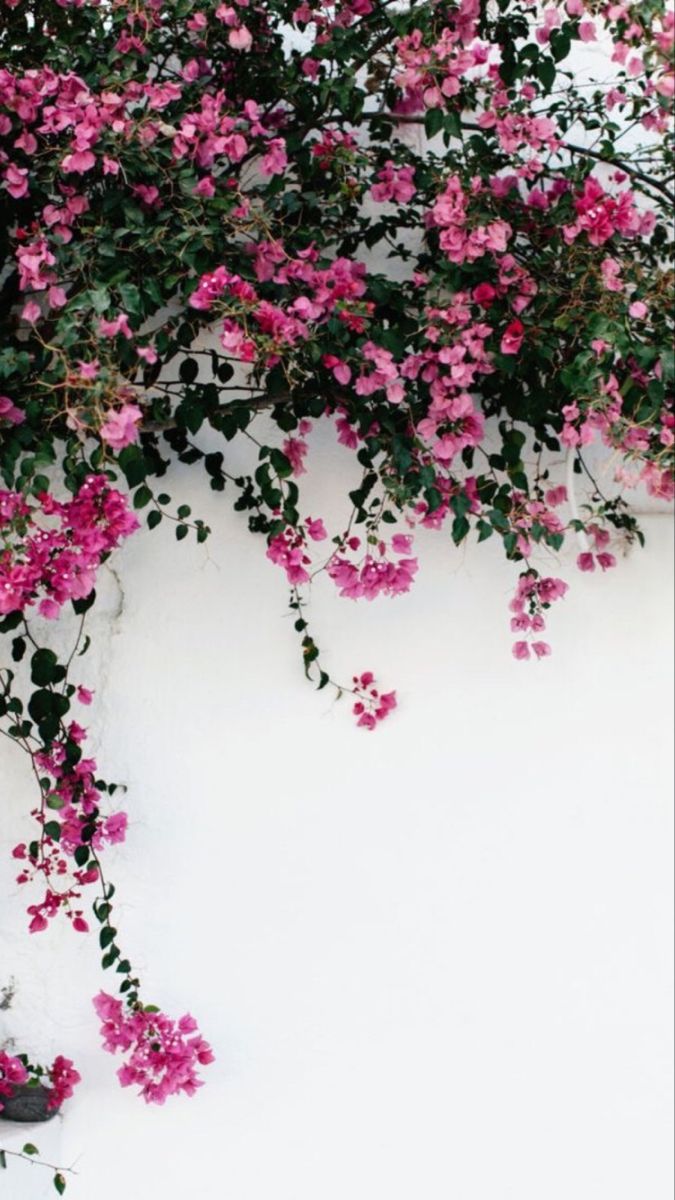 pink flowers growing on the side of a white wall