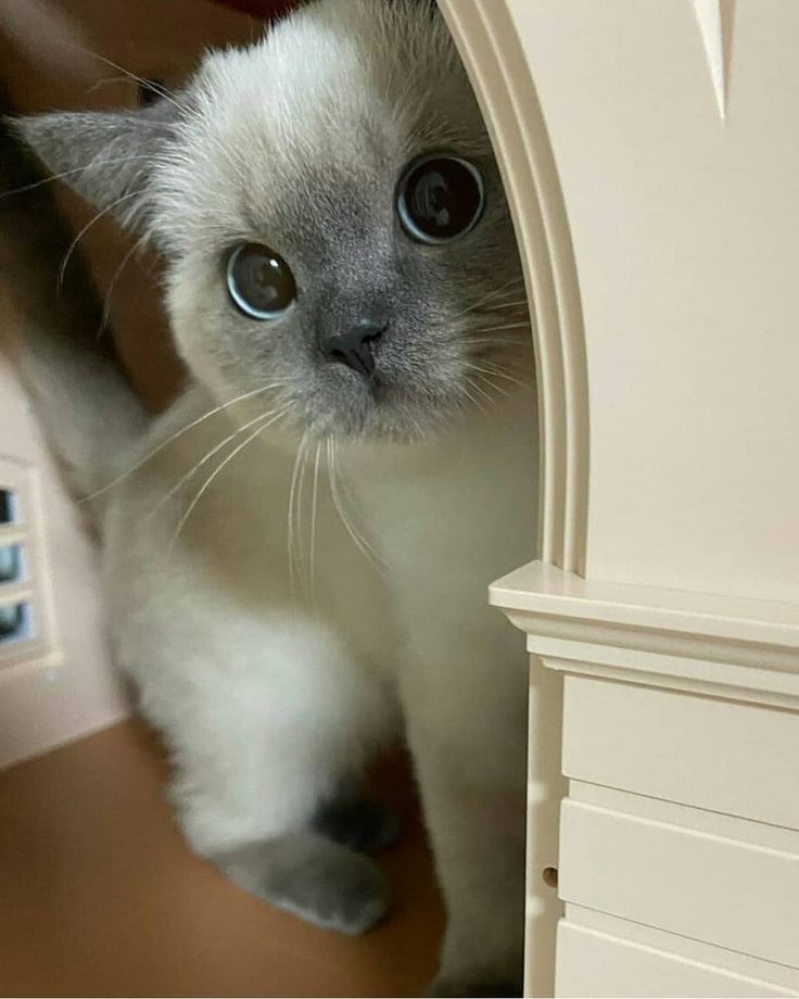 a white cat with blue eyes peeking out from behind a door looking at the camera