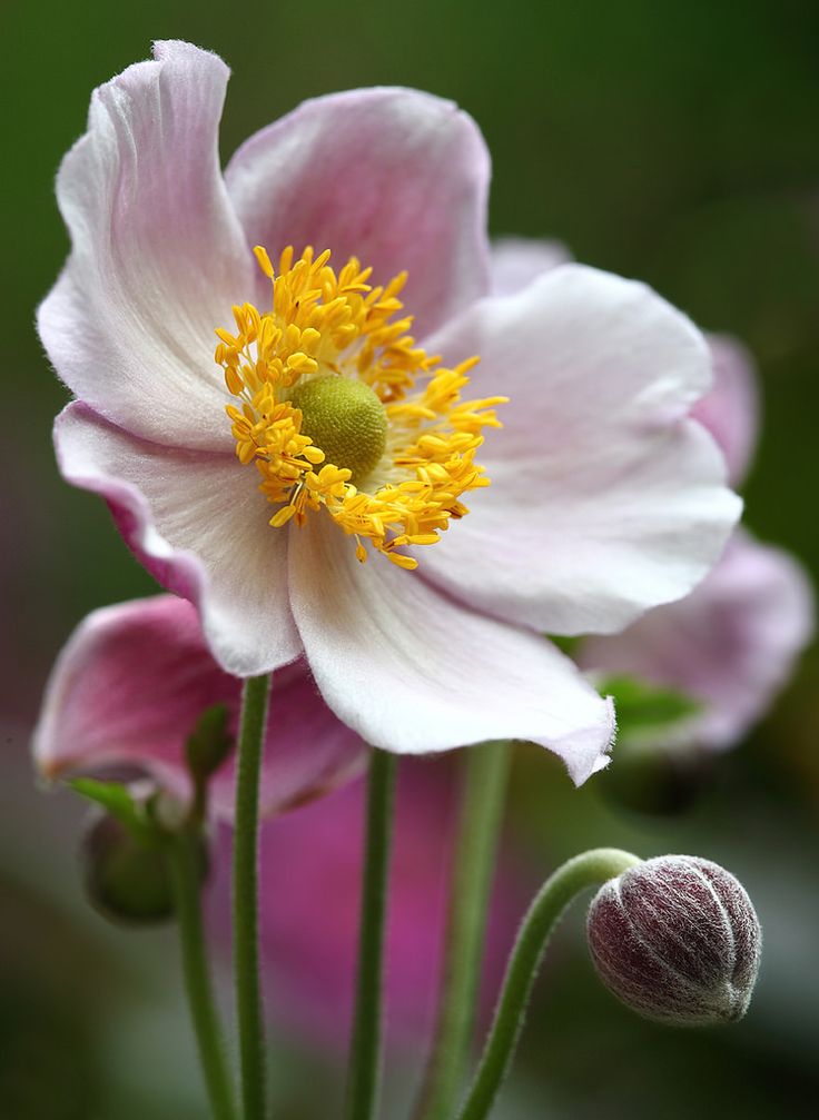 two pink flowers with yellow stamens in front of green leaves and blurry background