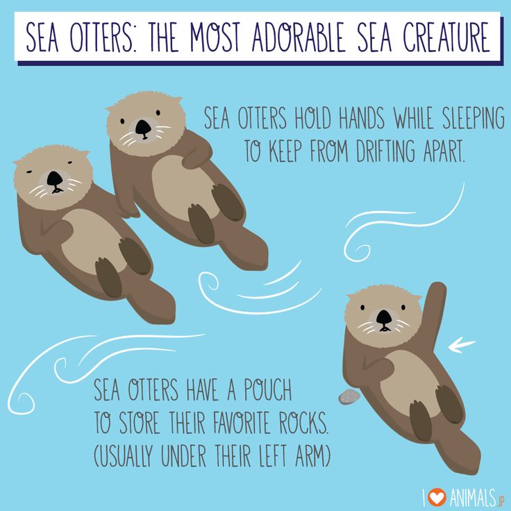 sea otters are the most adorable sea creatures