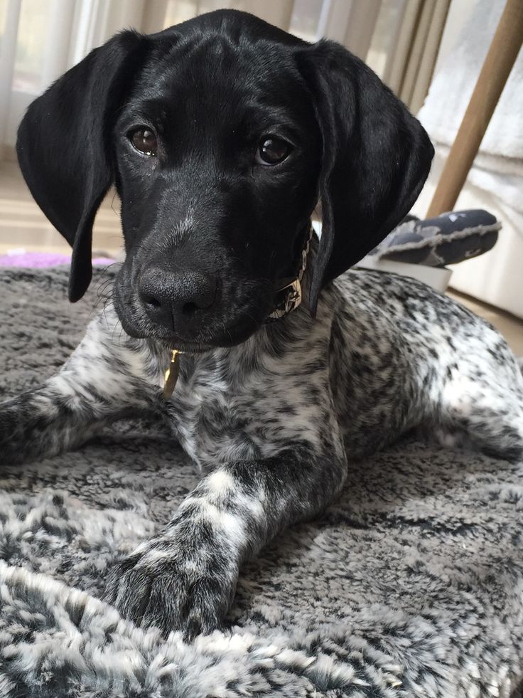 a black and white dog laying on top of a rug