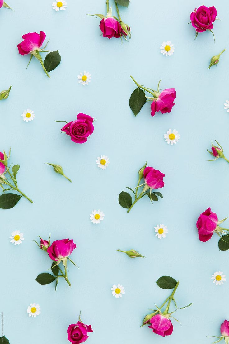 pink roses and white daisies on a blue background by julia radwig for stockstation