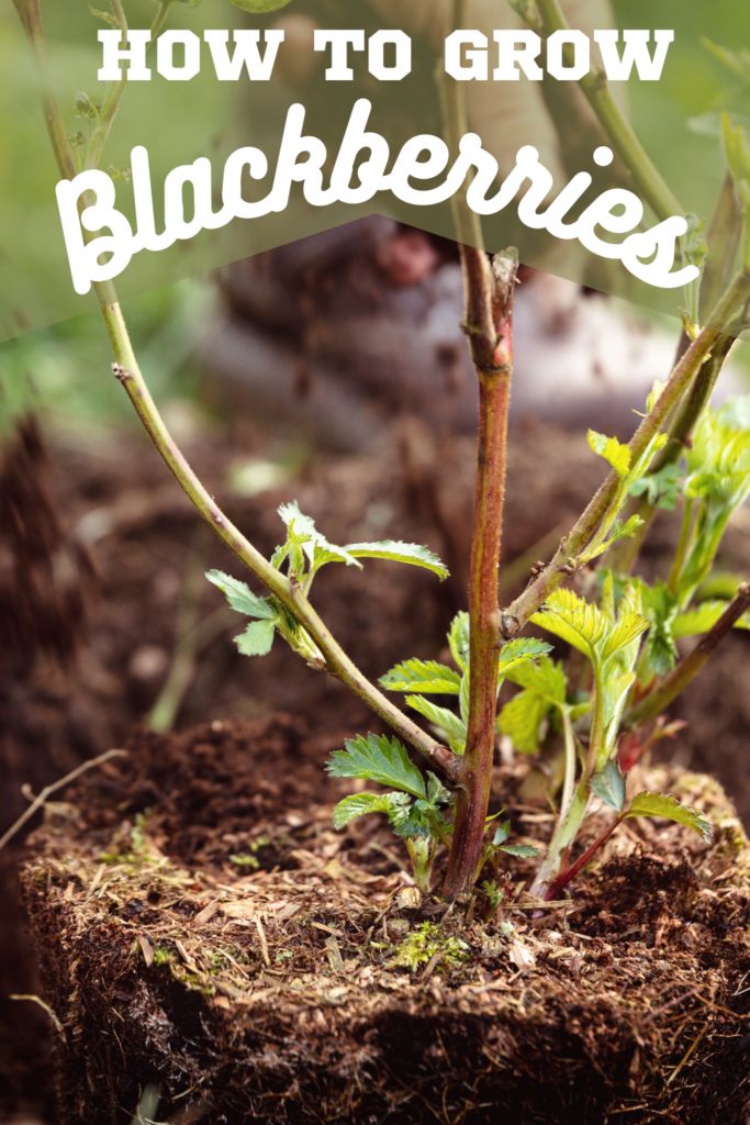 a close up of a plant growing in dirt with the words how to grow blackberries