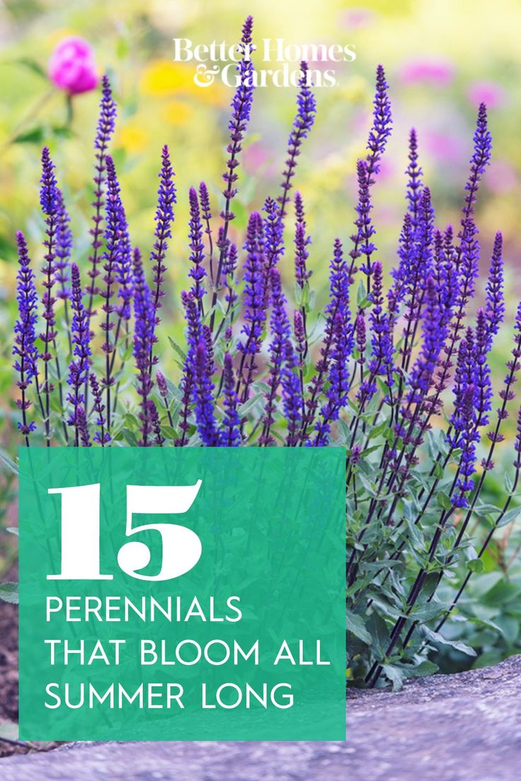 purple flowers with the words 15 perennials that bloom all summer long in front of them