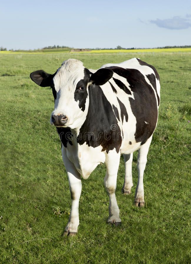 a black and white cow standing on top of a lush green grass covered field with blue sky in the background