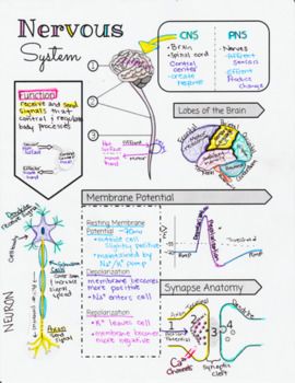 the nervous system and its functions diagram with caption for each section in this text