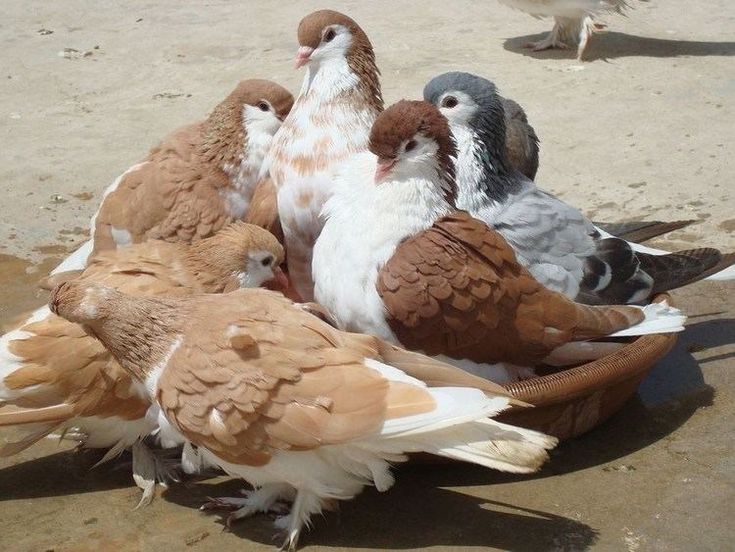 a group of birds sitting on top of a bowl in the sand near other birds