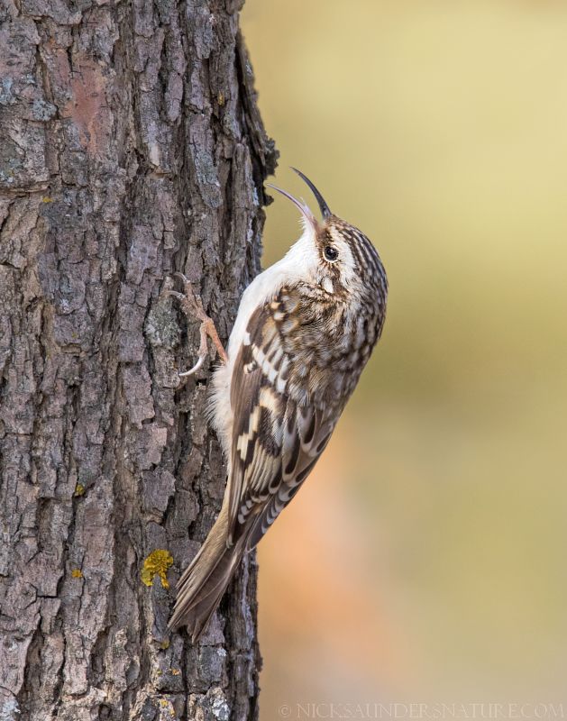 a bird with its mouth open standing on the side of a tree