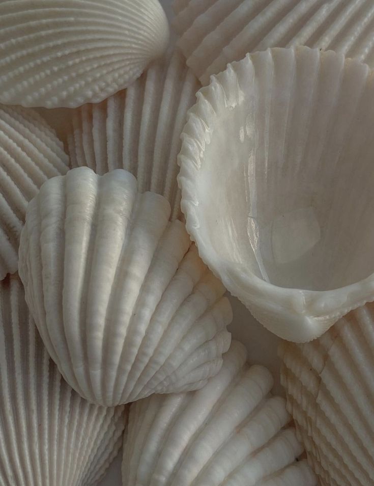 several white shells are stacked on top of each other