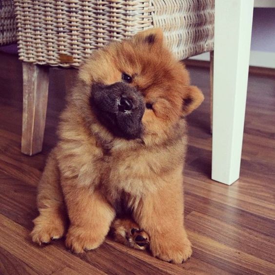 a brown dog sitting on top of a wooden floor