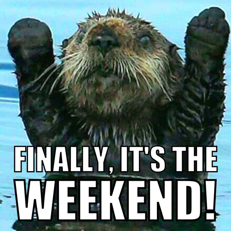 an animal that is sitting in the water with its paws up and it's saying finally, it's the weekend